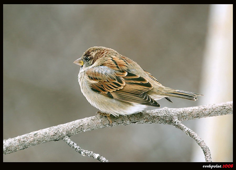 House Sparrow