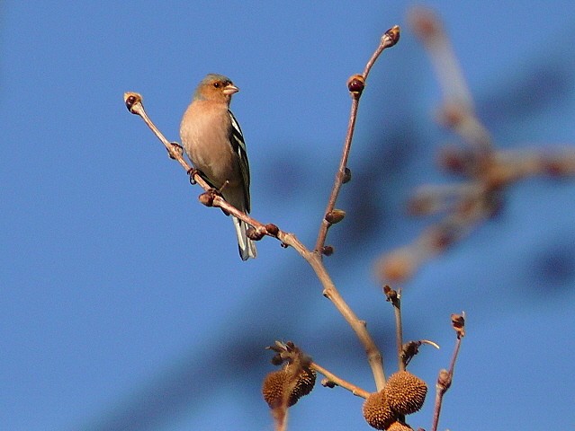 Eurasian Chaffinch