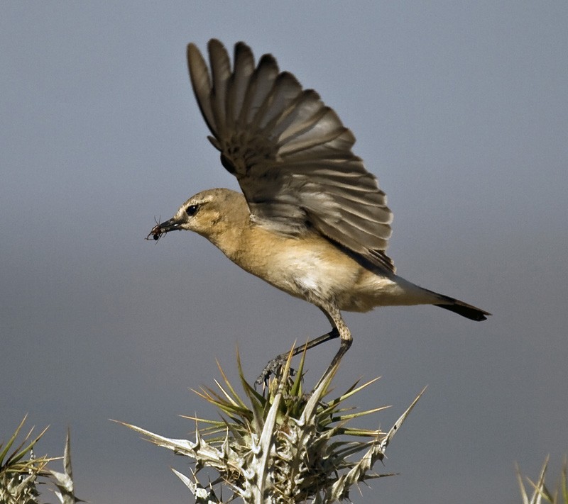 Isabelline Wheatear