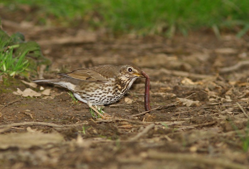 Song Thrush