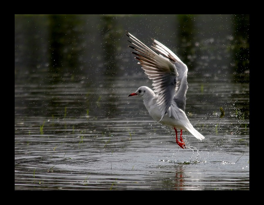 Black-headed Gull