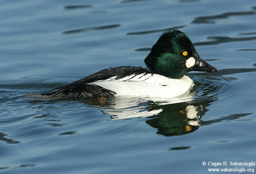 Common Goldeneye