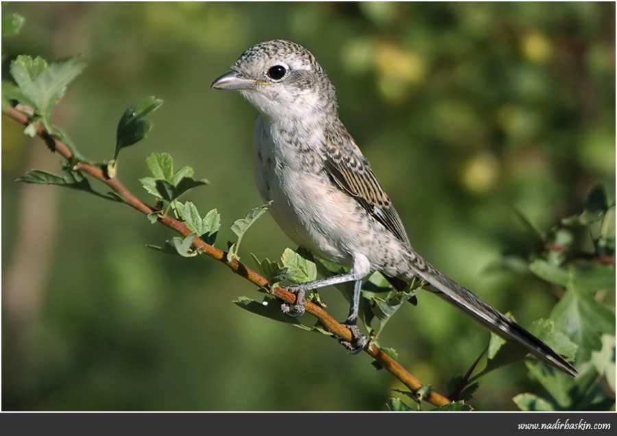 Masked Shrike