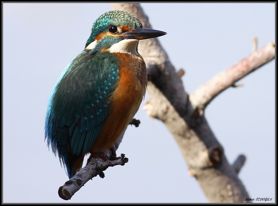 Common Kingfisher