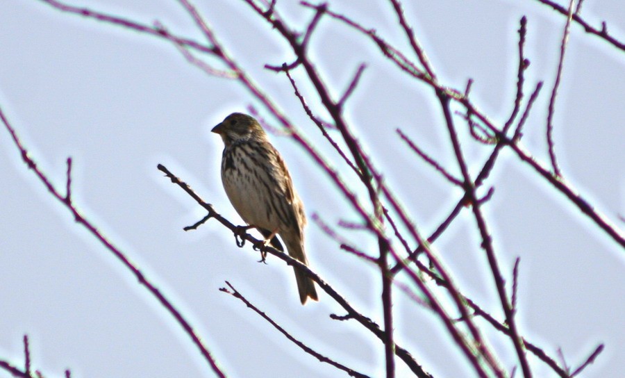Corn Bunting