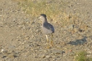 Black-crowned Night Heron