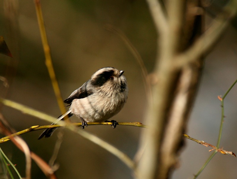 Long-tailed Tit