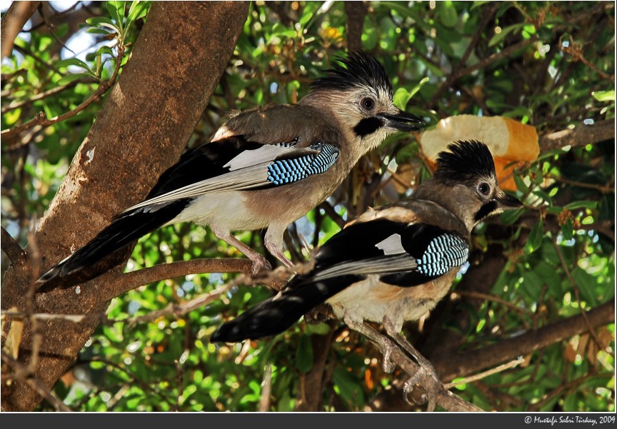 Eurasian Jay