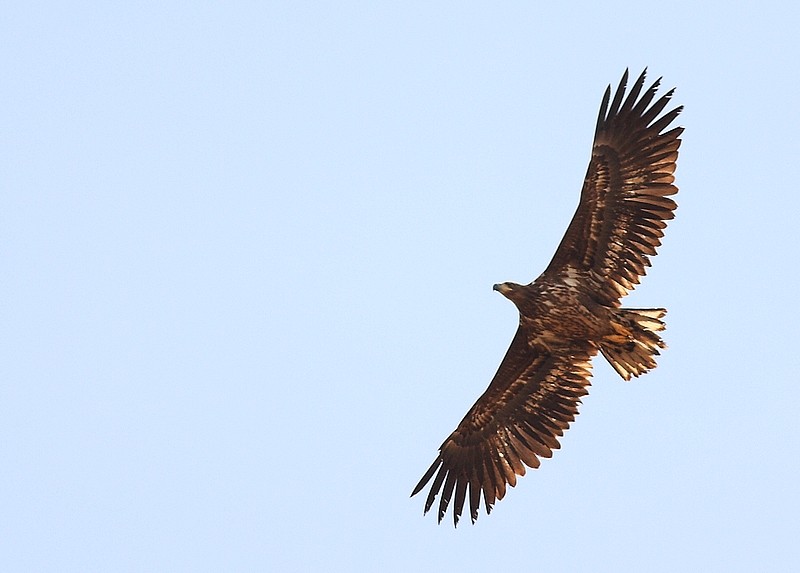 White-tailed Eagle