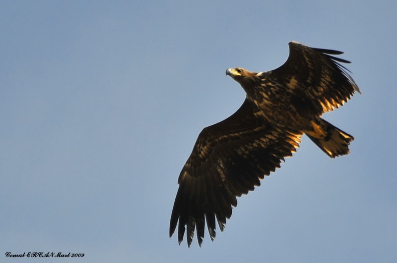White-tailed Eagle