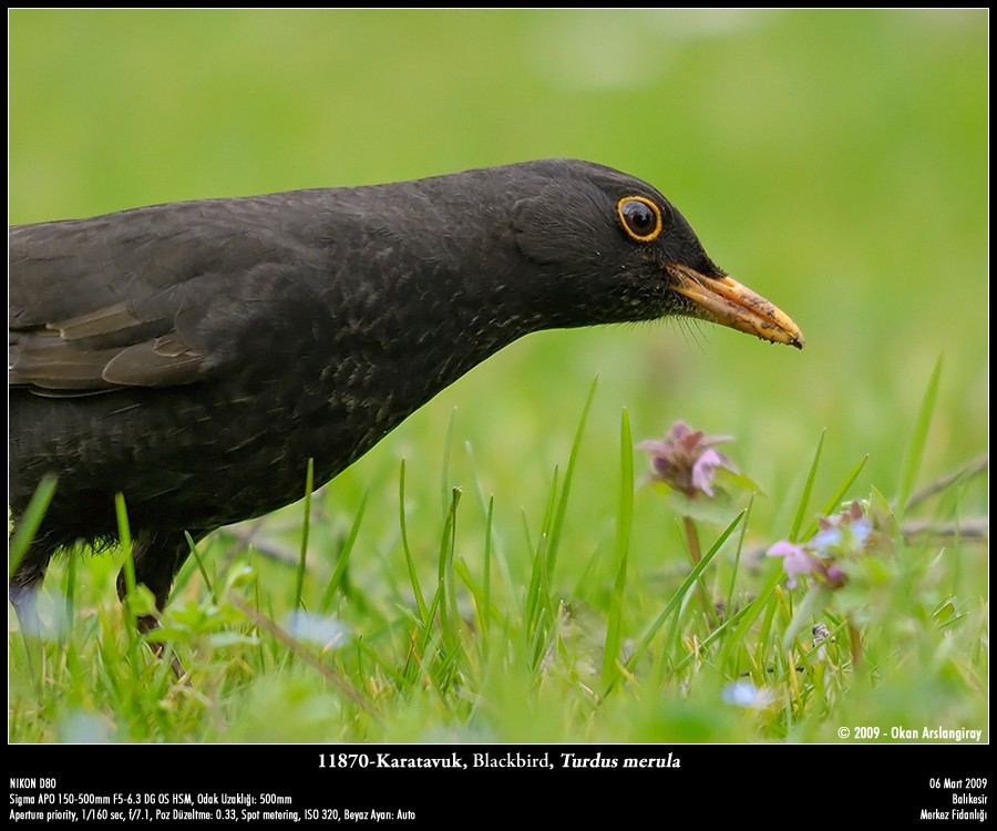 Common Blackbird