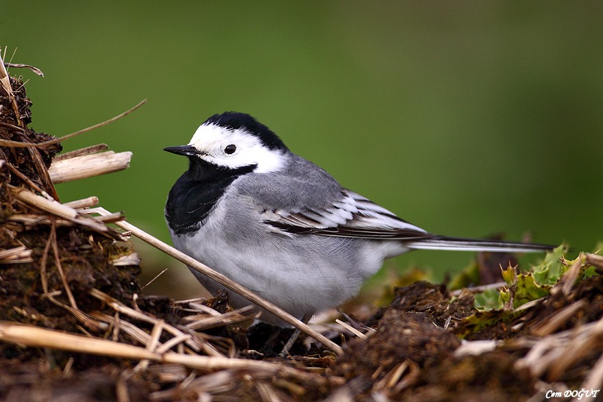 White Wagtail