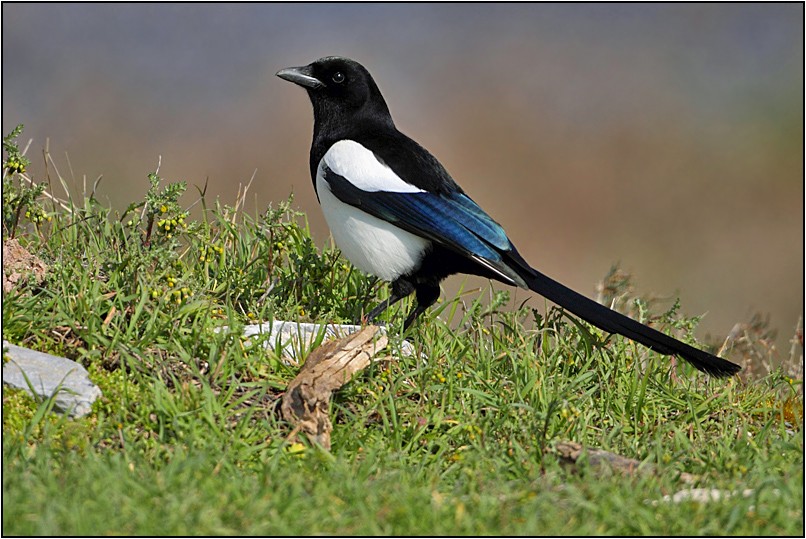 Eurasian Magpie
