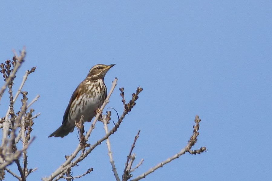 Redwing