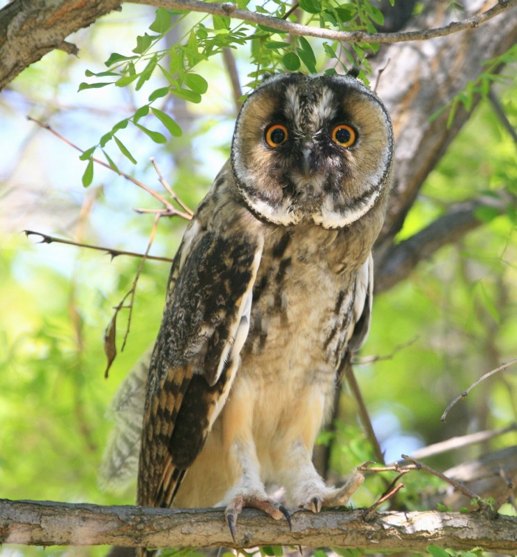 Long-eared Owl