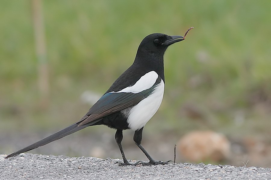 Eurasian Magpie