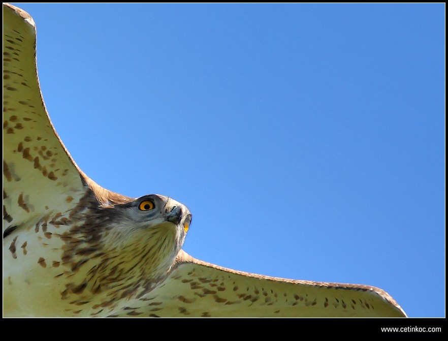 Short-toed Snake Eagle