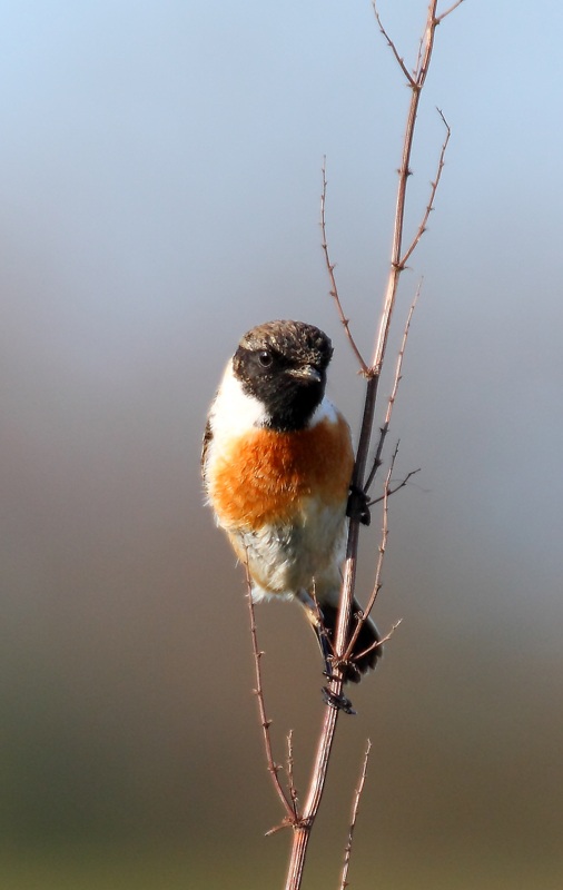 European Stonechat