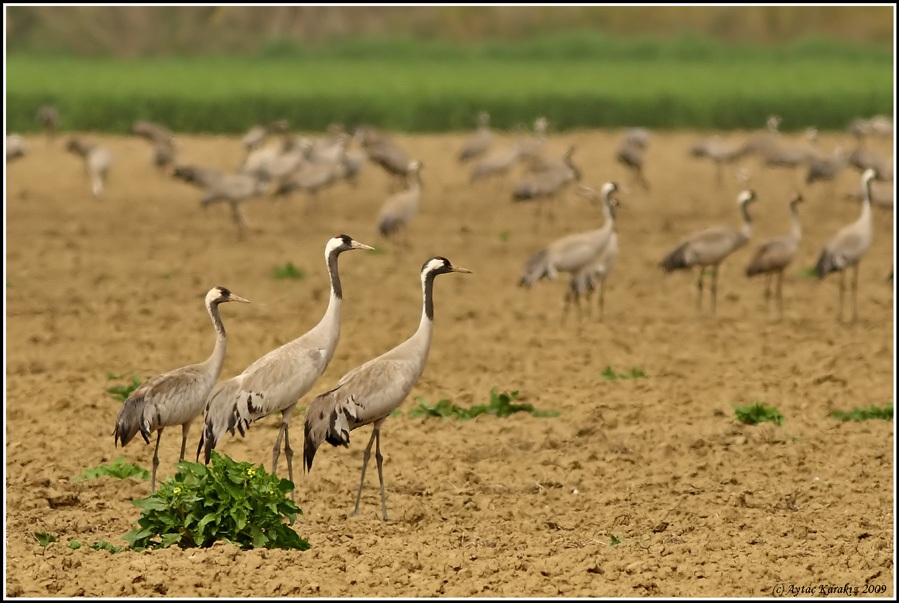 Common Crane