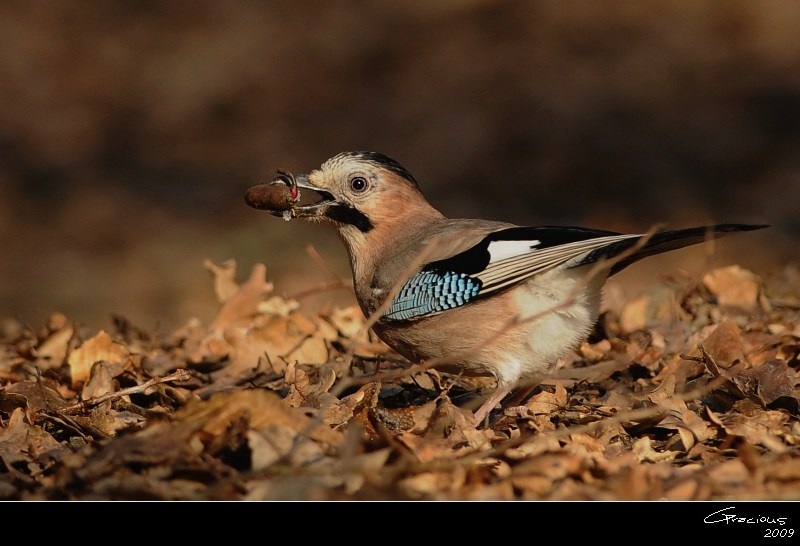 Eurasian Jay