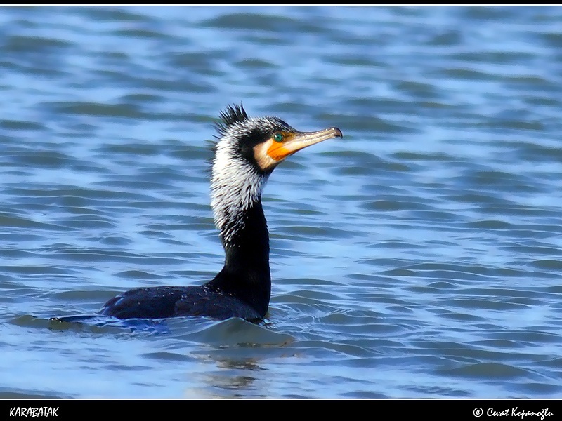 Great Cormorant