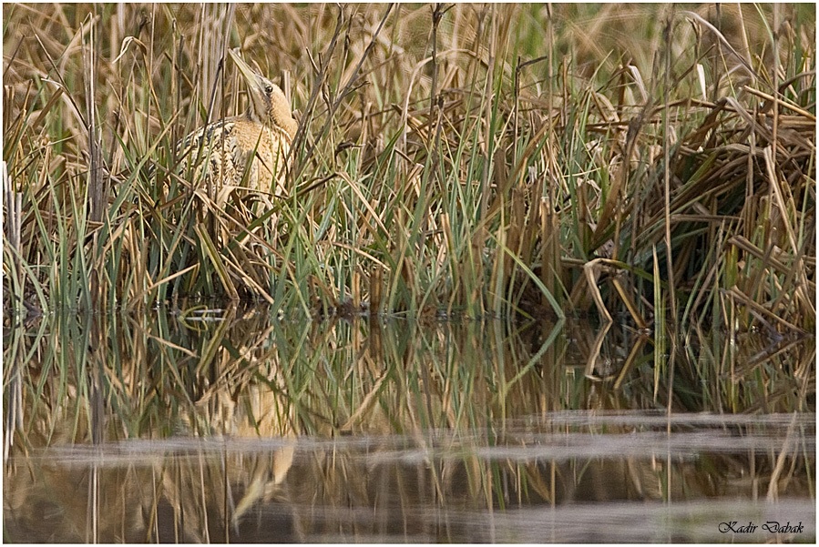 Eurasian Bittern