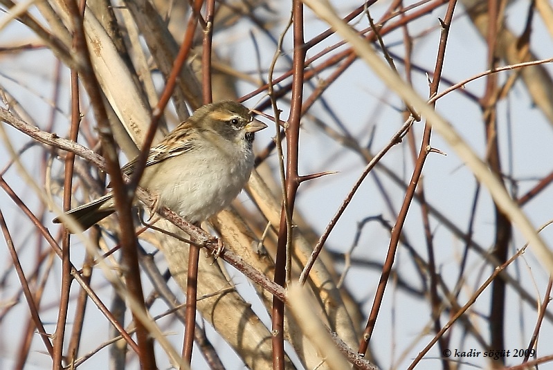 Dead Sea Sparrow
