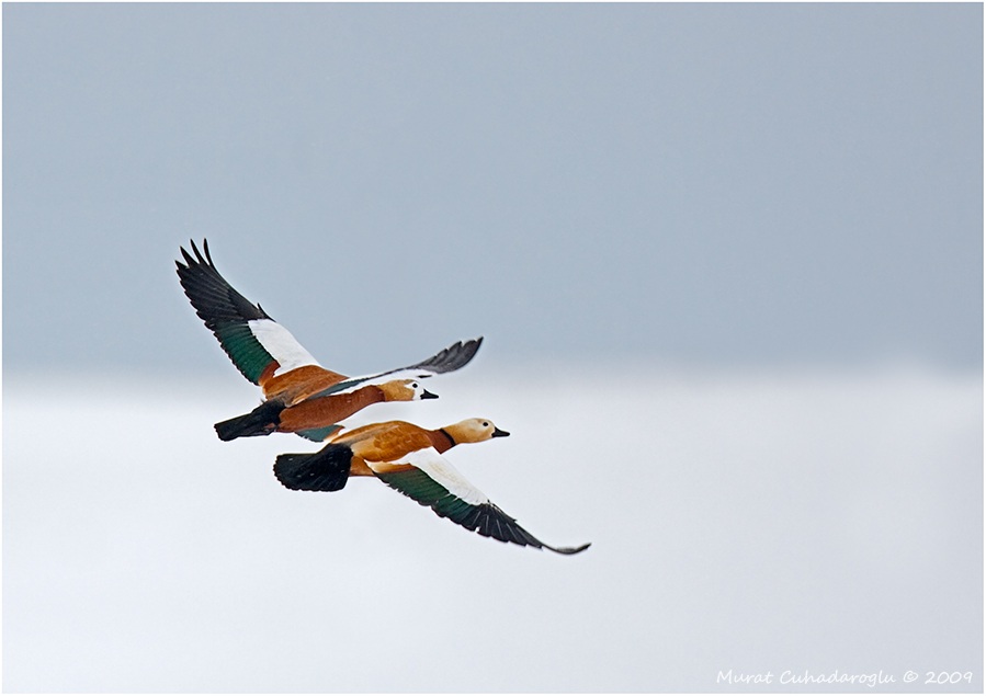 Ruddy Shelduck