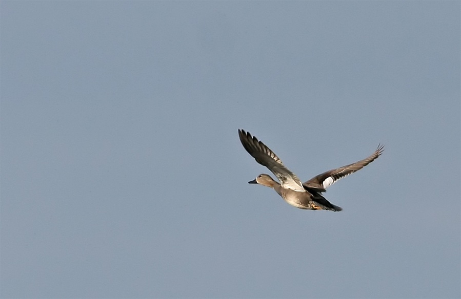 Gadwall