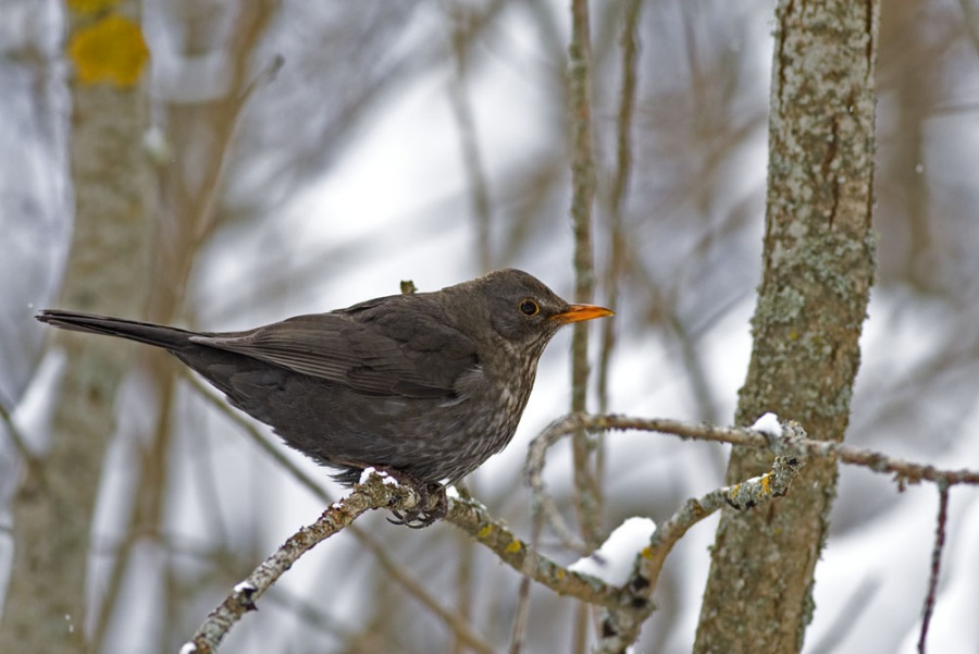 Common Blackbird