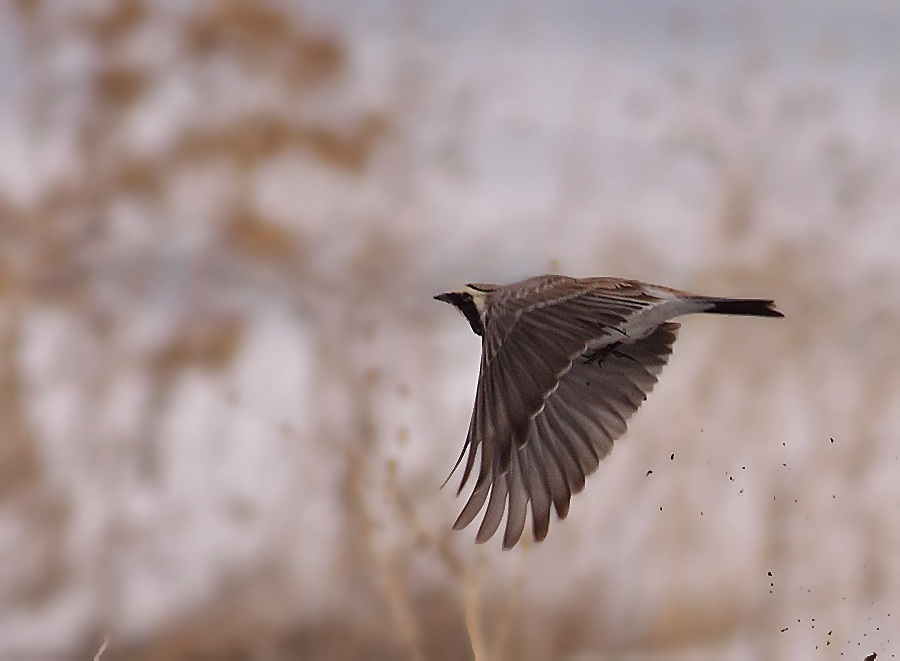 Horned Lark