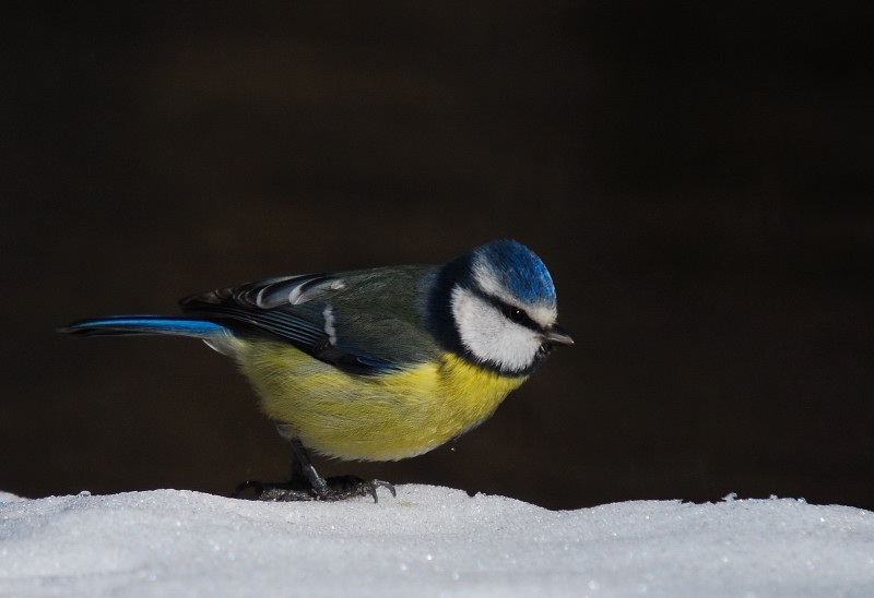 Eurasian Blue Tit