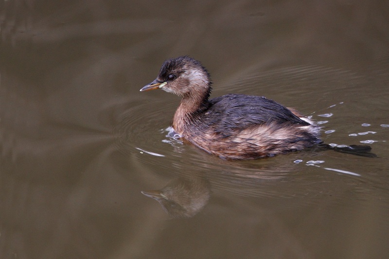 Little Grebe