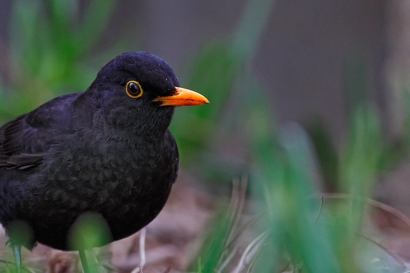 Common Blackbird
