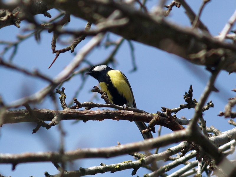 Great Tit