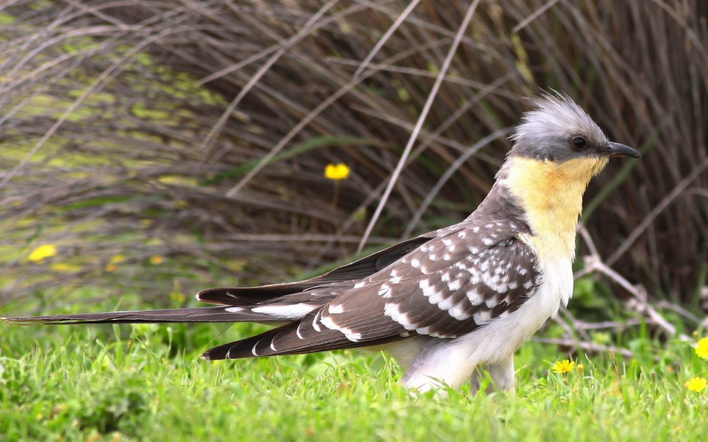 Great Spotted Cuckoo