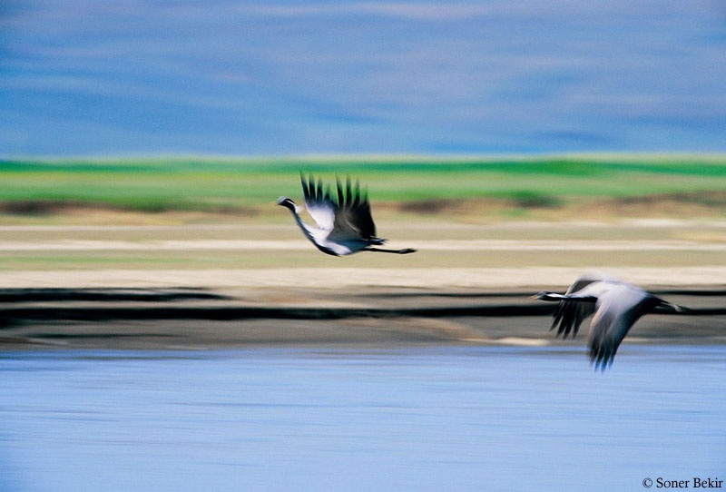 Demoiselle Crane