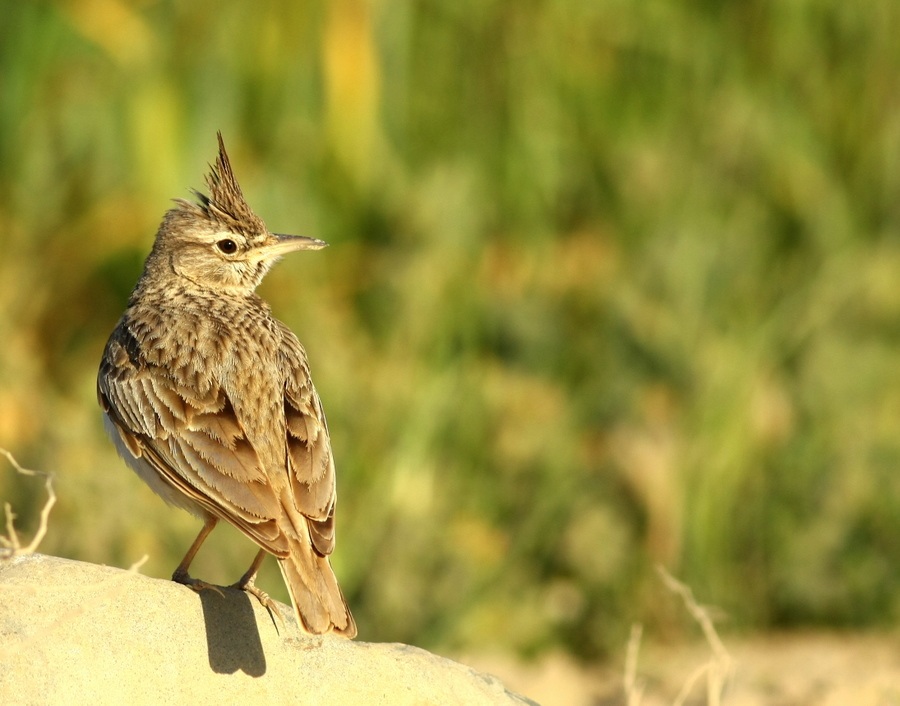 Crested Lark