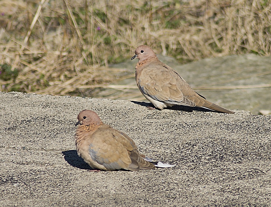 Laughing Dove