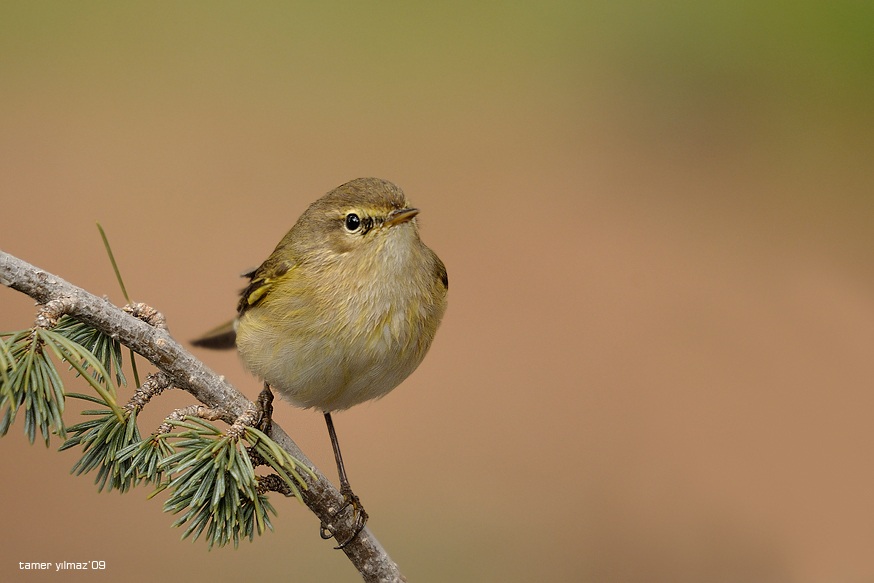 Common Chiffchaff