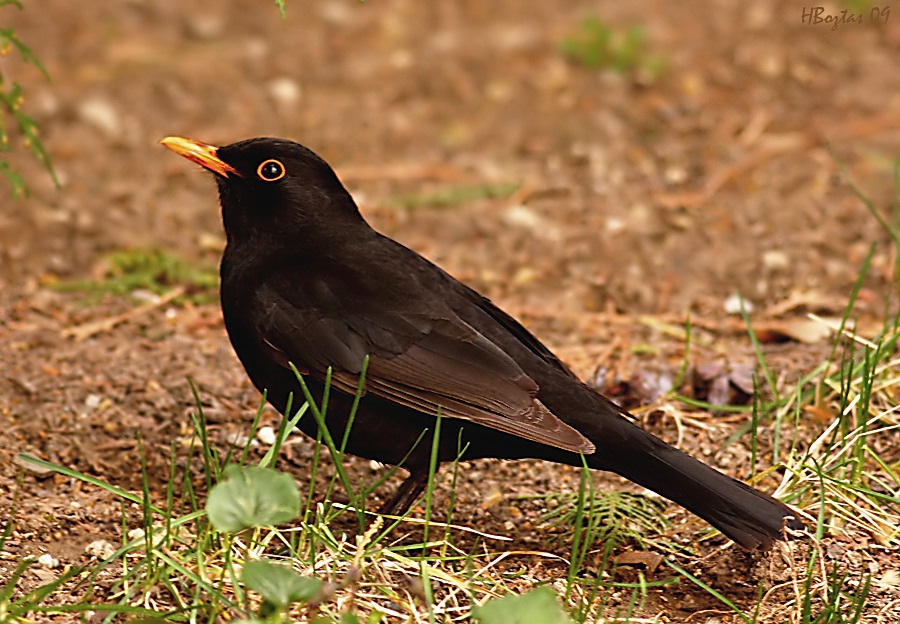 Common Blackbird