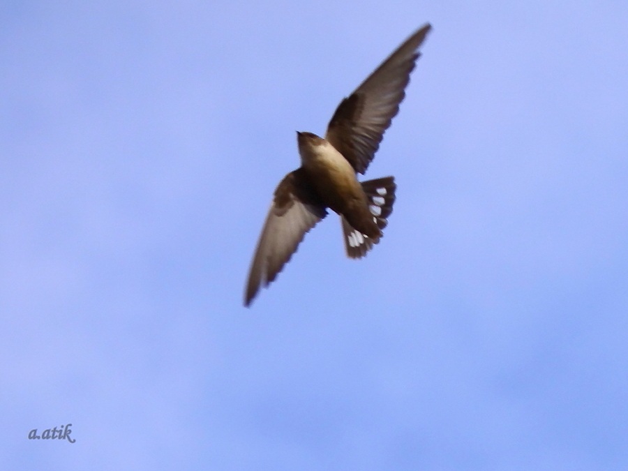 Eurasian Crag Martin