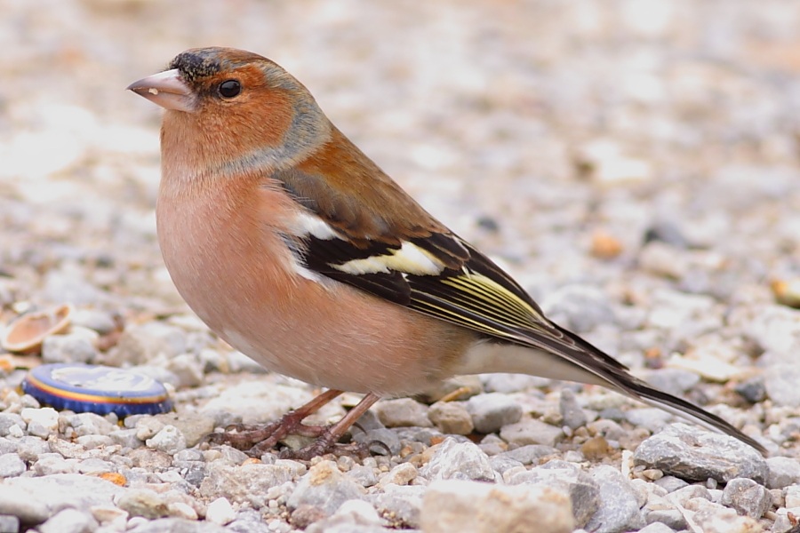 Eurasian Chaffinch