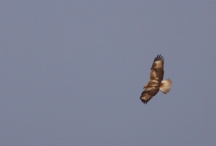 Long-legged Buzzard