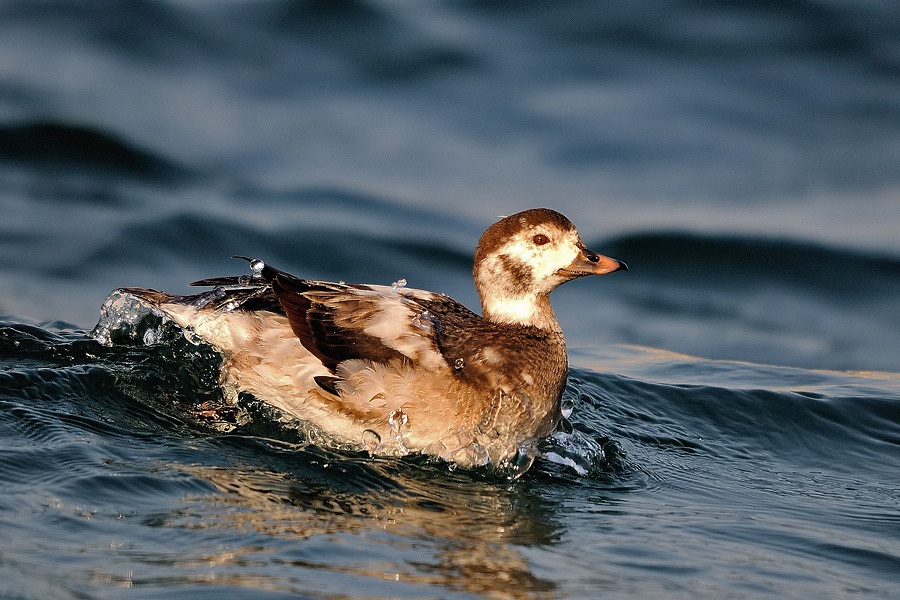 Long-tailed Duck