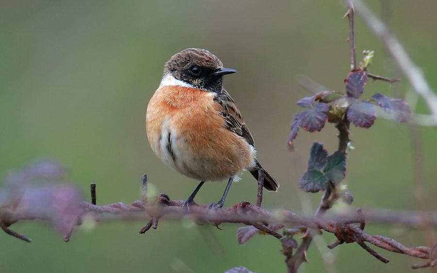 European Stonechat