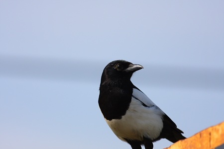 Eurasian Magpie