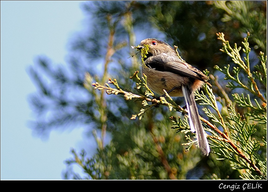 Long-tailed Tit
