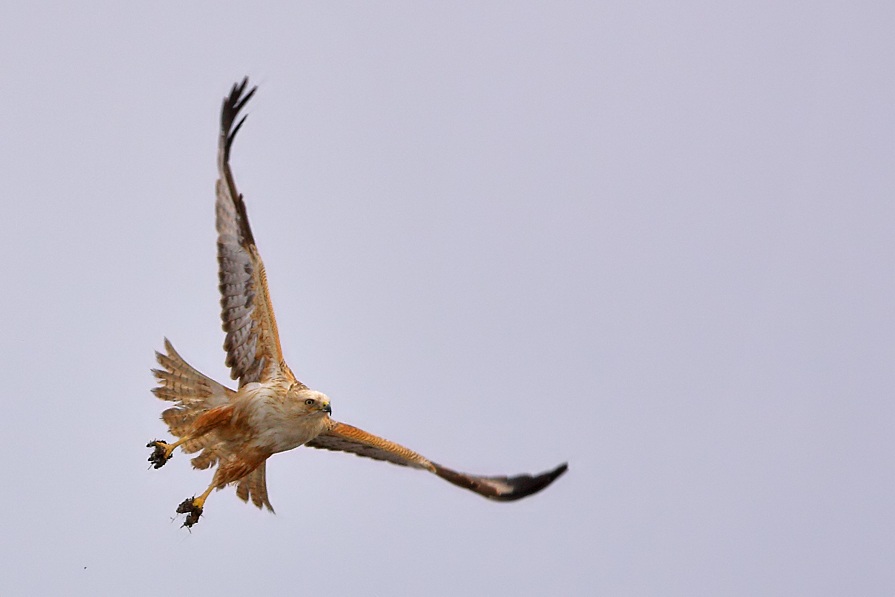Long-legged Buzzard