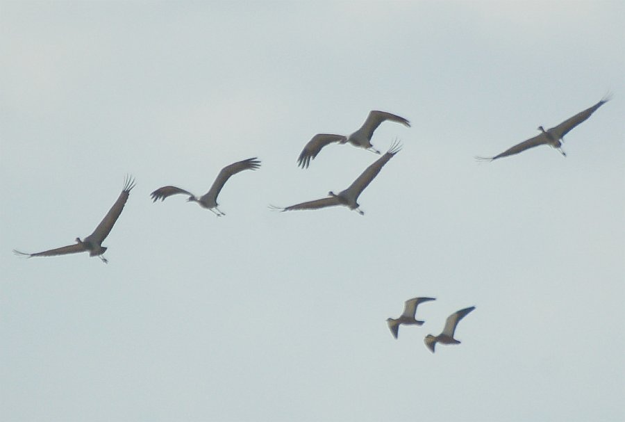 Demoiselle Crane